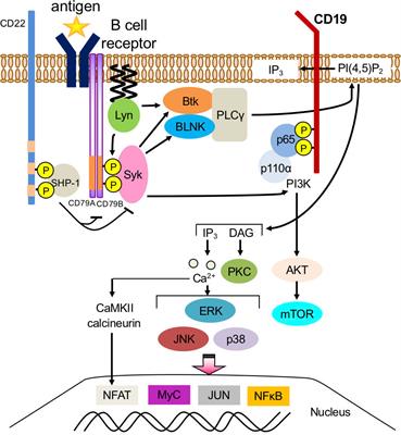 B cell activation via immunometabolism in systemic lupus erythematosus